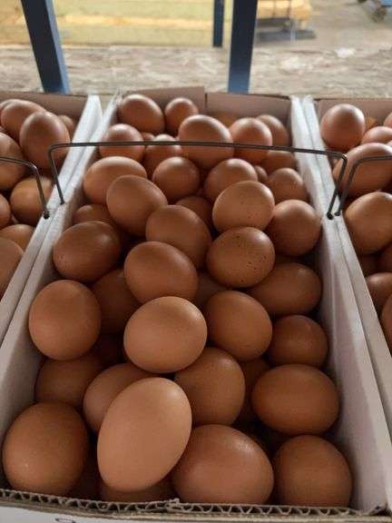 9 Doz Medium Brown Eating Eggs