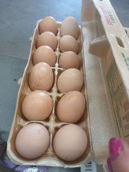 2 Doz Brown Eating Eggs