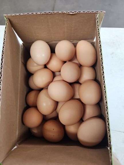 3 Doz Med Brown Eating Eggs
