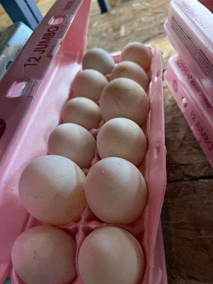 4 Doz Duck Eating Eggs