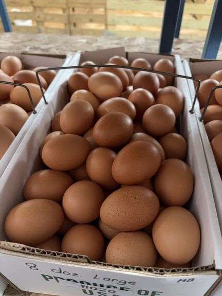 8 Doz Large Brown Eating Eggs