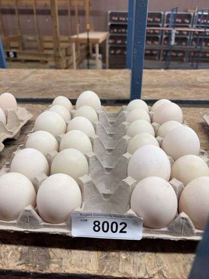 2 Doz Extra Super Jumbo King Duck Eating Eggs