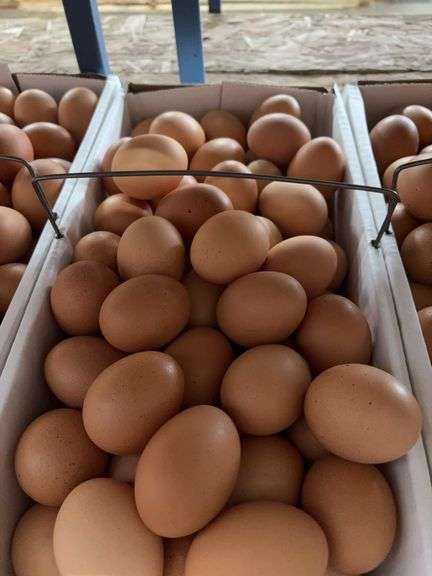 8 Doz Large Brown Eating Eggs