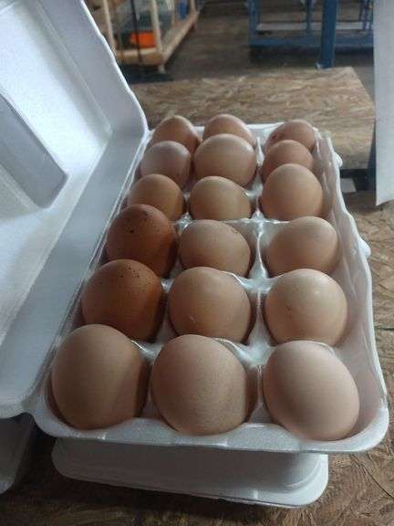 3 Doz Brown Eating Eggs