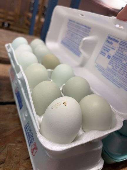 2 Doz Blue Eating Eggs
