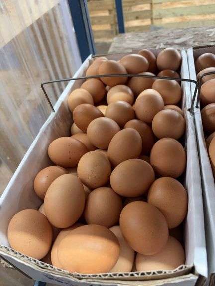 7 Doz Xlarge Brown Eating Eggs