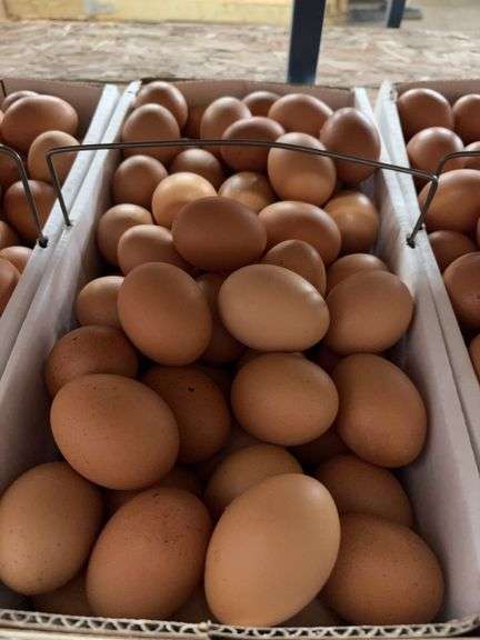 8 Doz Large Brown Eating Eggs