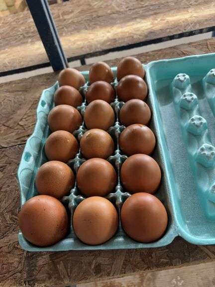 6 Doz Xl Brown Eating Eggs