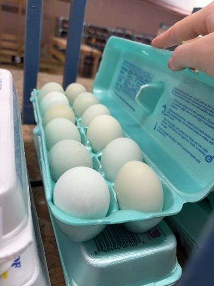 2 Doz Blue Eating Eggs
