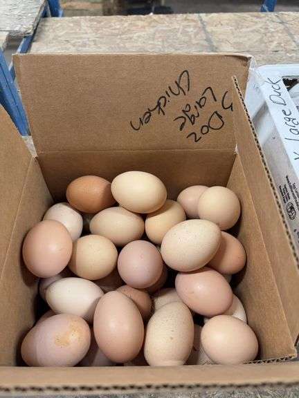 3 Doz Large Eating Eggs