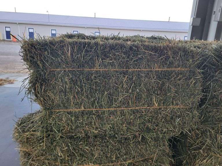 10 2nd Alfalfa w/ Some Timothy "Beautiful"