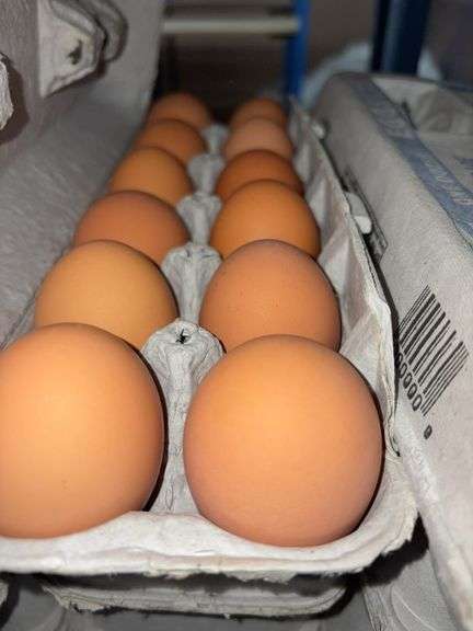 4 Doz Large Brown Eating Eggs