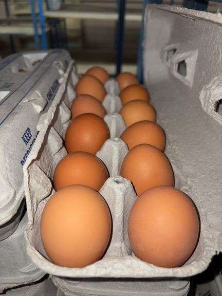 4 Doz Large Brown Eating Eggs