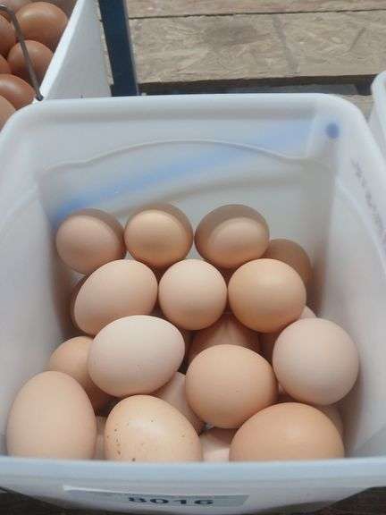 2 Doz Medium Brown Eating Eggs