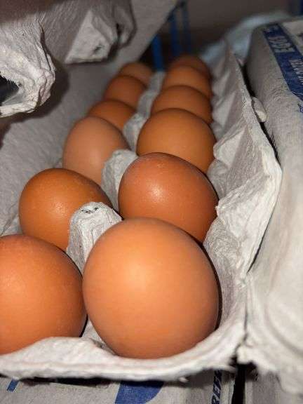 4 Doz Large Brown Eating Eggs