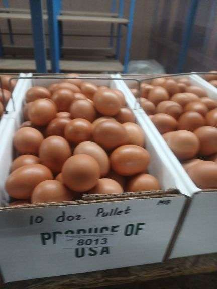 10 Doz Pullet Brown Eating Eggs