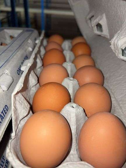 4 Doz Large Brown Eating Eggs