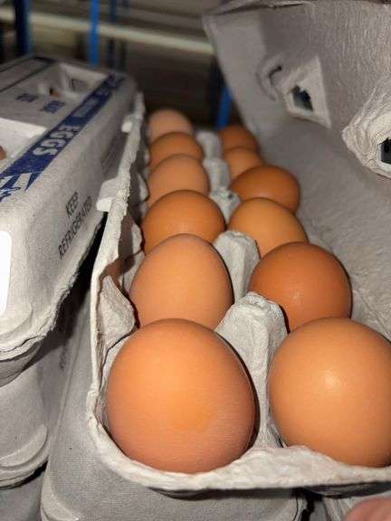 4 Doz Large Brown Eating Eggs