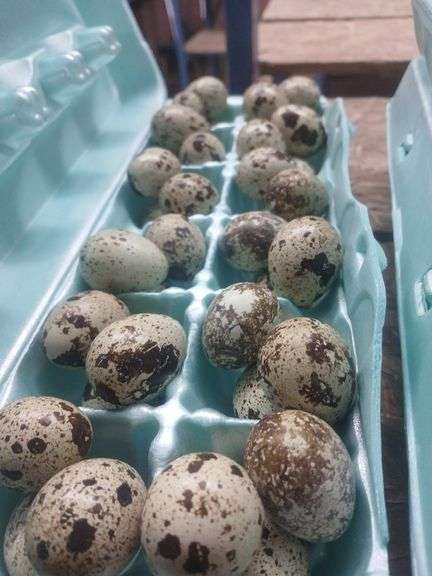 3 Doz Quail Eating Eggs