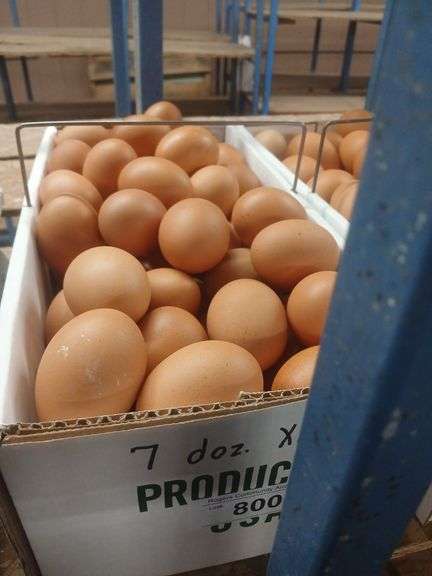 7 Doz Xlarge Brown Eating Eggs