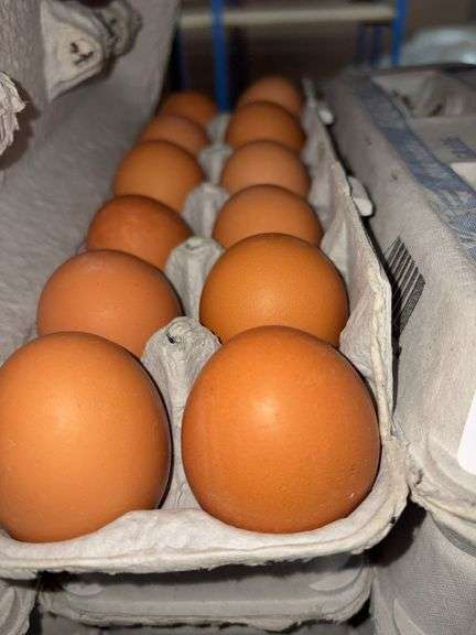 4 Doz Large Brown Eating Eggs
