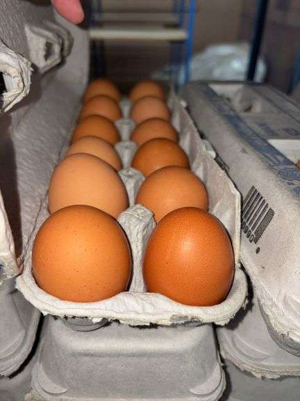 4 Doz Large Brown Eating Eggs