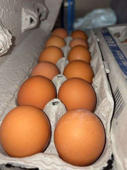 4 Doz Large Brown Eating Eggs