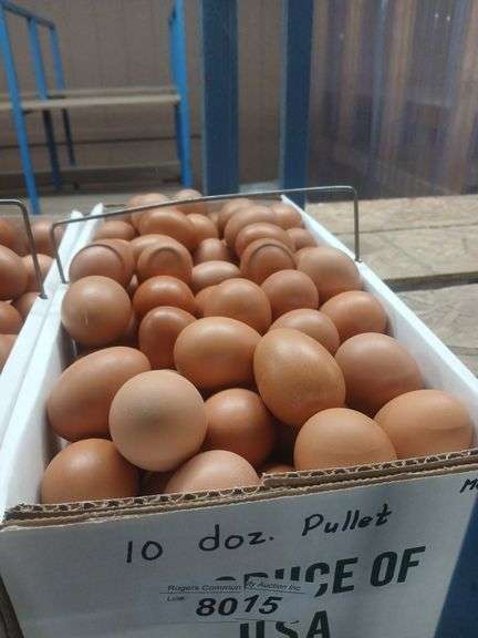 10 Doz Pullet Brown Eating Eggs