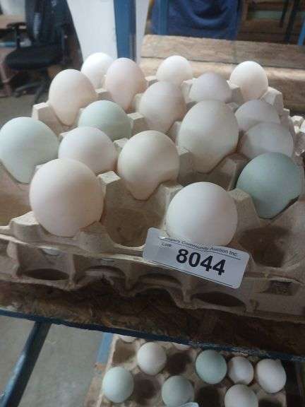 2.5+ Doz Duck Eating Eggs Super King Size