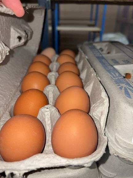 4 Doz Large Brown Eating Eggs