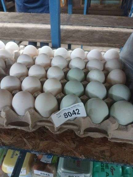 2.5 Doz Duck Eating Eggs Jumbo King Size