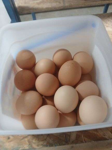 2 Doz Large Brown Eating Eggs