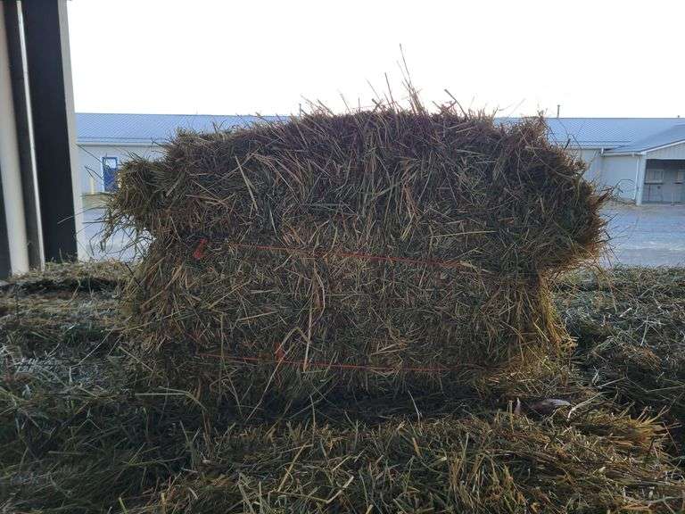 36 3rd Grass Mix