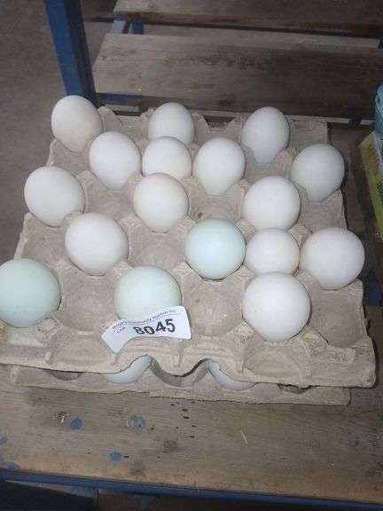 2.5+ Doz Duck Eating Eggs Super King Size