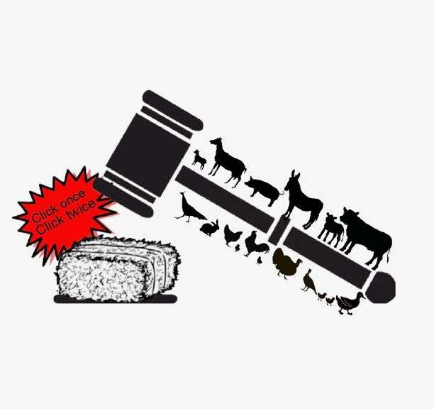 Small Livestock Online Auction 11/14/25