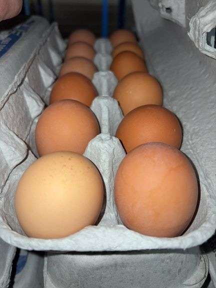4 Doz Large Brown Eating Eggs