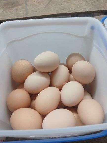 2 Doz Medium Brown Eating Eggs