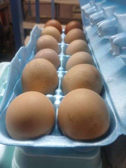 3 Doz Large Brown Eating Eggs