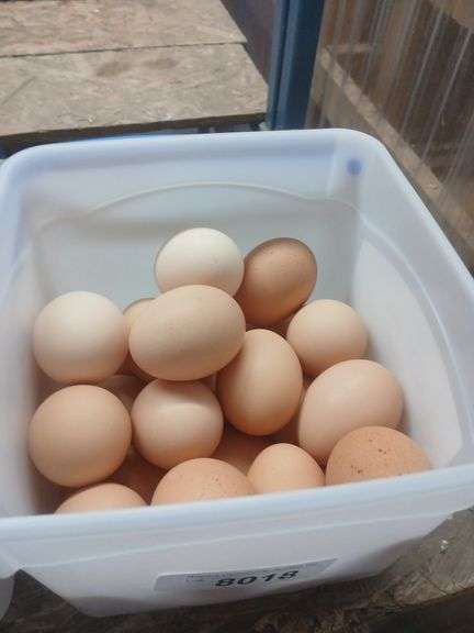 2 Doz Large Brown Eating Eggs