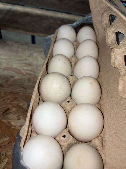 4 Doz Duck Eating Eggs