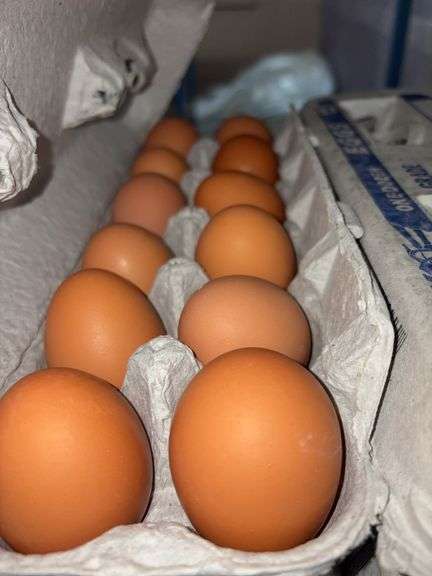 4 Doz Large Brown Eating Eggs
