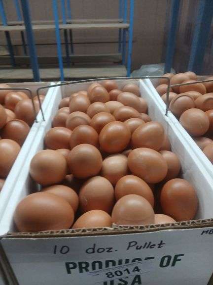 10 Doz Pullet Brown Eating Eggs