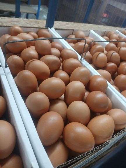 9 Doz Medium Brown Eating Eggs