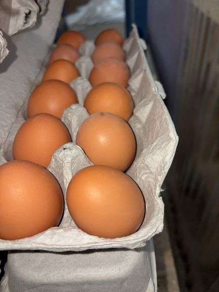 4 Doz Large Brown Eating Eggs