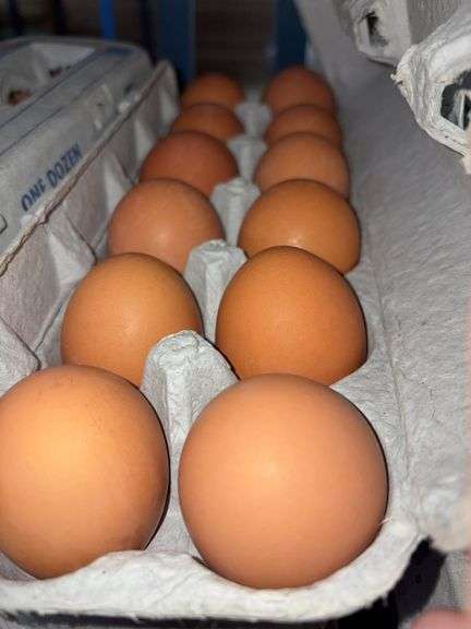4 Doz Large Brown Eating Eggs