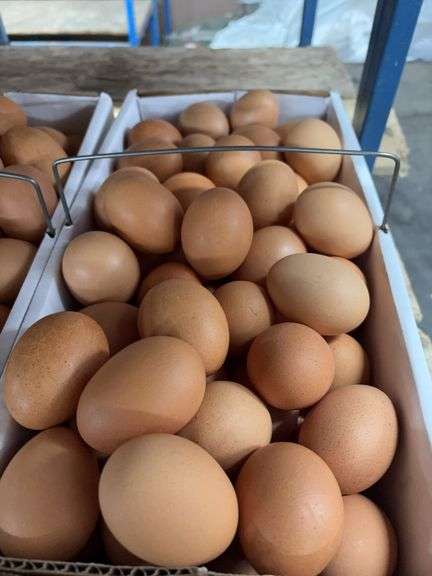 7 Doz Xlarge Brown Eating Eggs