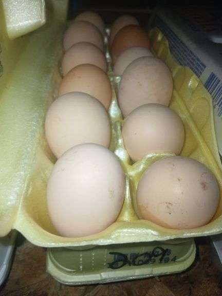 2 Doz Medium Brown Eating Eggs
