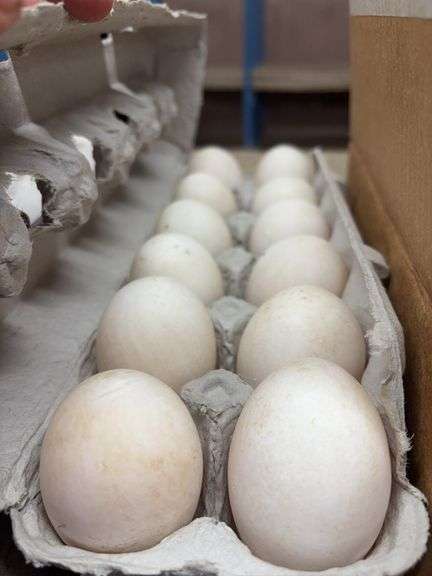 2 Doz Xl Duck Eating Eggs
