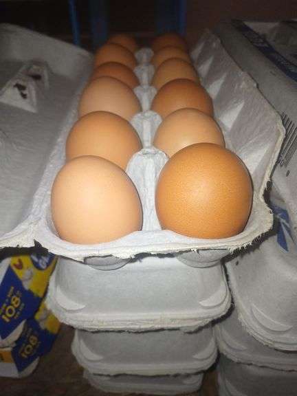 4 Doz Brown Medium Eating Eggs