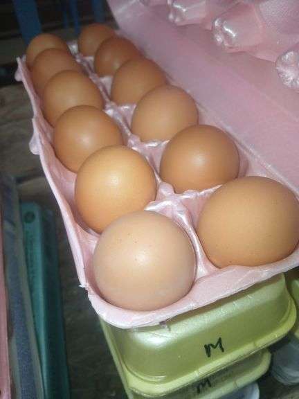 4 Doz Medium Brown Eating Eggs